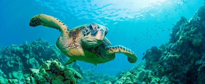 visita il Centro Primo Soccorso Tartarughe Marine dell'Area Marina Protetta "Isole Egadi"